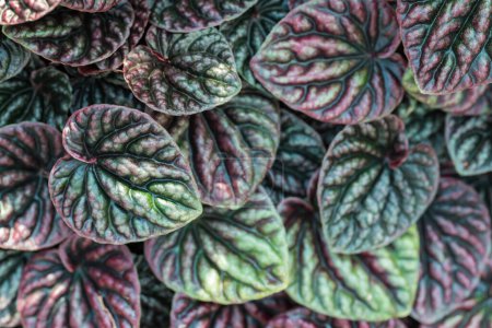 Peperomia caperata leaves texture background, Heart shape leaves houseplant