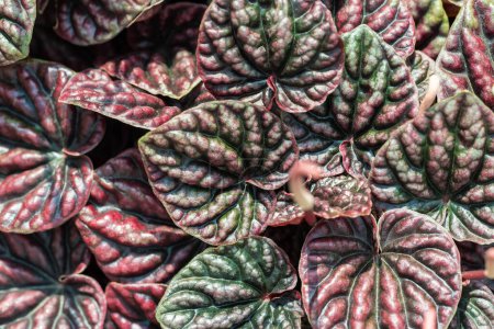 Peperomia caperata laisse fond texture, Coeur forme feuilles plante d'intérieur