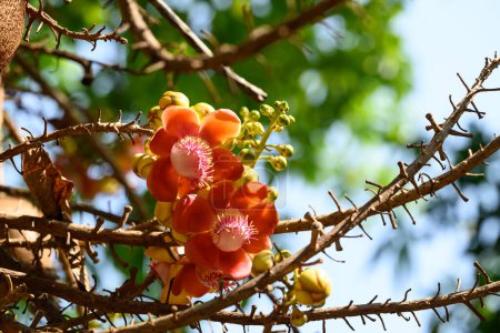 Flor de árbol de cañón naranja floreciendo en temporada de verano