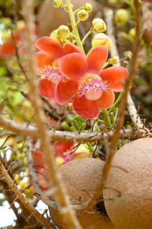 Orange Cannonball tree flower blooming in summer season