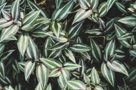 Inchplant oder Wandernde Judenpflanze, Natur hinterlässt Hintergrund in Ziergarten