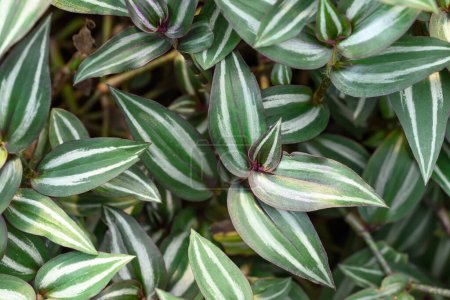 Inchplant oder Wandernde Judenpflanze, Natur hinterlässt Hintergrund in Ziergarten