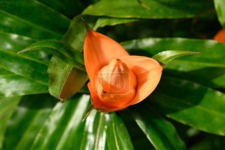 Freycinetia multiflora o Pandanus trepador, flor de naranja