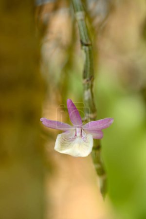 Orchideenblume (Dendrobium polyanthum) blüht im Sommer, Thailand