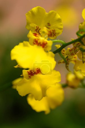 Flor de orquídea de oncidio amarillo, De cerca