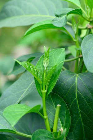 Gurmar plant (Gymnema inodorum) in organic garden, Food and Medicine herbal plant