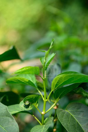 Gurmar plante (Gymnema inodorum) dans le jardin biologique, Alimentation et Médecine plante à base de plantes