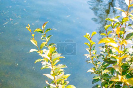 Photo for Green leaves sprouting new leaves - Royalty Free Image