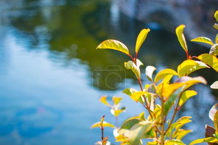 Photo for Green leaves sprouting new leaves - Royalty Free Image
