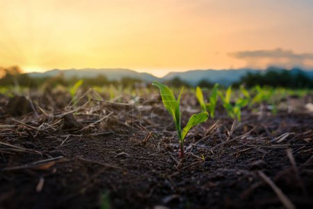 Foto de Plántulas de maíz en el jardín agrícola con la puesta del sol, Cultivo de plántulas de maíz verde joven - Imagen libre de derechos