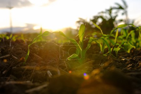 Maissetzling im landwirtschaftlichen Garten mit Sonnenuntergang, Wachsender junger grüner Maissetzling