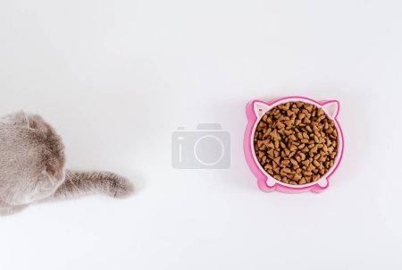 Photo for Pink cat food bowl and grey cute cat. White background. Top view. Copy space - Royalty Free Image