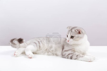 Foto de Retrato de pequeño gato lindo sobre el fondo blanco. Pliegue escocés gatito tabby con divertidos ojos amarillos. Copiar espacio - Imagen libre de derechos