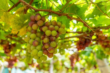 Red and green vineyard in the early sunshine with plump grapes harvested laden waiting red wine nutritional drink and be loved in Ninh Thuan province, Vietnam. Food and drink concept.