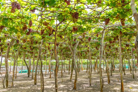 Vignoble rouge et vert au soleil précoce avec des raisins dodus récoltés chargés en attente de vin rouge boisson nutritive et être aimé dans la province de Ninh Thuan, Vietnam. Concept d'aliments et boissons.