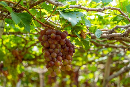 Red and green vineyard in the early sunshine with plump grapes harvested laden waiting red wine nutritional drink and be loved in Ninh Thuan province, Vietnam. Food and drink concept.
