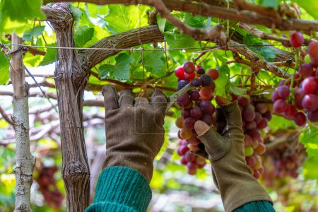 Farmer cutting red grapes in vineyard in the early morning, with plump grapes harvested laden waiting red wine nutritional drink in Ninh Thuan province, Vietnam. Food and drink concept.