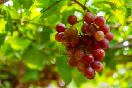 Vignoble rouge et vert au soleil précoce avec des raisins dodus récoltés chargés en attente de vin rouge boisson nutritive et être aimé dans la province de Ninh Thuan, Vietnam. Concept d'aliments et boissons.