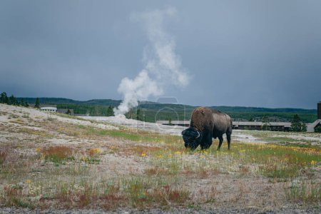 Foto de Bisonte (búfalo) pastando cerca del géiser Old Faithful al atardecer en el Parque Nacional Yellowstone - Imagen libre de derechos