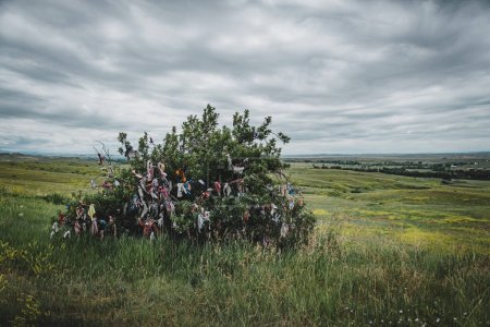Photo for Native American prayer cloths tied to a tree on Little Bighorn Battlefield - Royalty Free Image