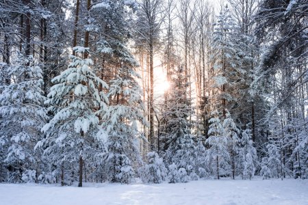 Foto de Sunbeams through the trees. Snowy forest in sunny day. Landscape, nature of Latvia. Ogre national park Zalie kalni - Green mountains - Imagen libre de derechos