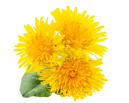 Bouquet of three yellow dandelions close-up top view. Isolated on white background.