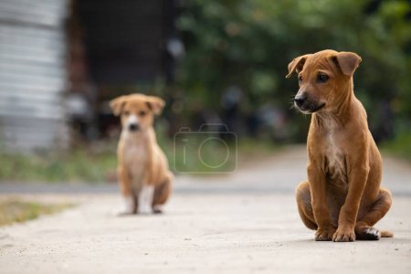 Photo for Number of Indian street dog puppies sitting together on road - Royalty Free Image
