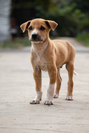 Photo for A lonely cute brown puppy sitting on road with blurry background - Royalty Free Image
