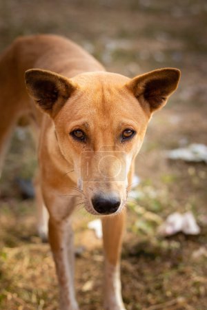 Photo for Close up of street dog looking at camera - Royalty Free Image