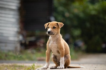 Photo for A lonely cute brown puppy sitting on road with blurry background - Royalty Free Image