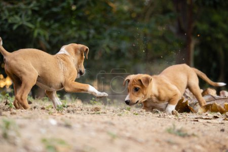 Photo for Number of Indian street dog puppies playing together on field - Royalty Free Image