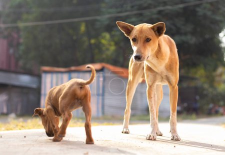 Photo for Close up of street dogs standing on road - Royalty Free Image