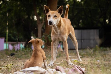 Photo for Close up of street dogs sitting on field - Royalty Free Image