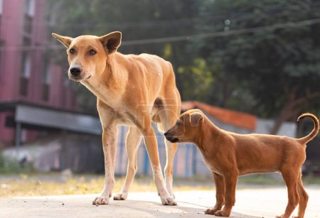 Photo for Close up of street dogs standing on road - Royalty Free Image