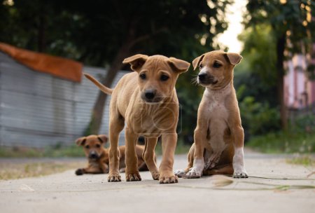 Photo for Number of Indian street dog puppies sitting together on road - Royalty Free Image