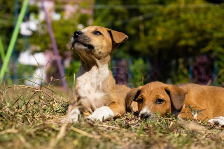 Photo for Number of Indian street dog puppies sitting together on grass - Royalty Free Image