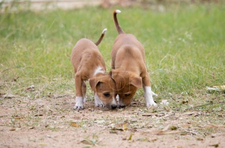 Photo for Number of Indian street dog puppies playing together on field - Royalty Free Image