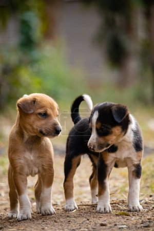Photo for Two cute brown and black color puppy on road with blurry background - Royalty Free Image