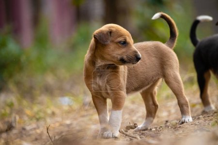 Photo for A lonely cute brown puppy on road with blurry background - Royalty Free Image