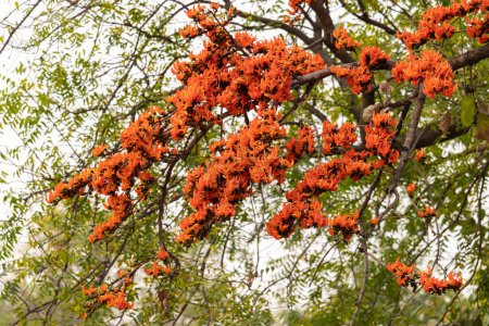 Téléchargez les photos : Blooming colorful palash flower in a tree in spring season just before holi festival of India - en image libre de droit