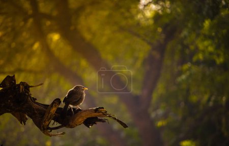 Ein indischer Dschungel-Plauderer-Vogel, der auf einem Ast hockt, mit Morgensonne im grünen Hintergrund