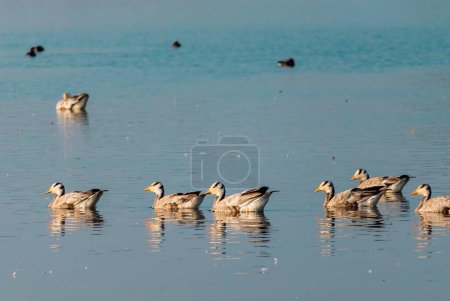 Un groupe d'oiseaux migrateurs flottant dans l'eau bleue ondulée d'un lac