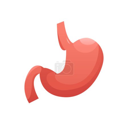 Human Stomach Isolated on White Background. Anatomy. Human Organ Icon. Vector Illustration in Cartoon Style.