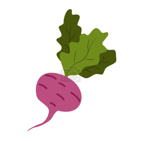 Red Beet with Green Leaves Vector Illustration. Vegetable of Farm Product.