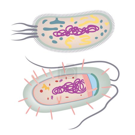 Illustration for The structure of the bacteria. Single-celled organism. Escherichia coli. Vector illustration - Royalty Free Image