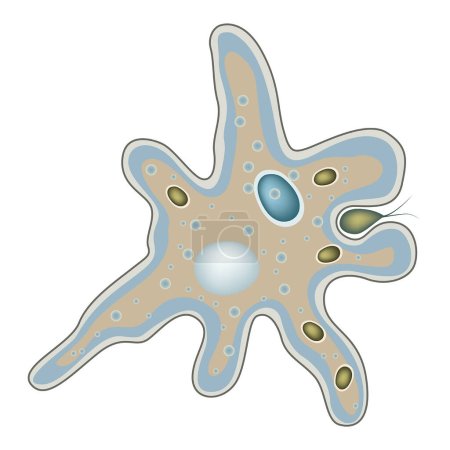 Ilustración de La estructura de la ameba. Organismo unicelular. Tutorial. Ilustración vectorial - Imagen libre de derechos