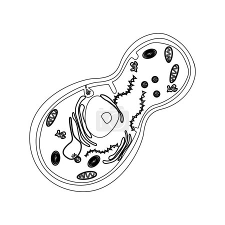 Ilustración de Estructura celular de levadura. Organismo unicelular. Leyenda gráfica. Ilustración vectorial. - Imagen libre de derechos
