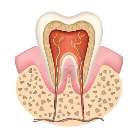 Illustration for Human tooth anatomy in cross section. Nerves and blood vessels. Vector illustration. - Royalty Free Image