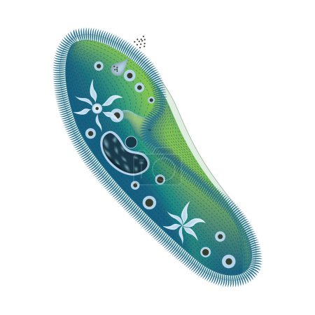 Téléchargez les illustrations : Anatomie d'une pantoufle ciliée. La structure des organismes unicellulaires. Tutoriel. Illustration vectorielle. - en licence libre de droit