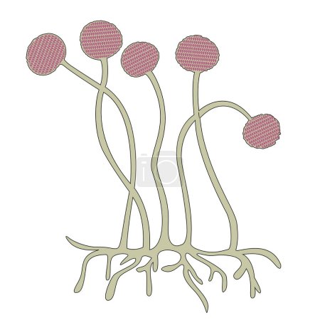 Illustration for The structure of the mukor fungus. Single-celled organisms. Disputes. Vector illustration. - Royalty Free Image